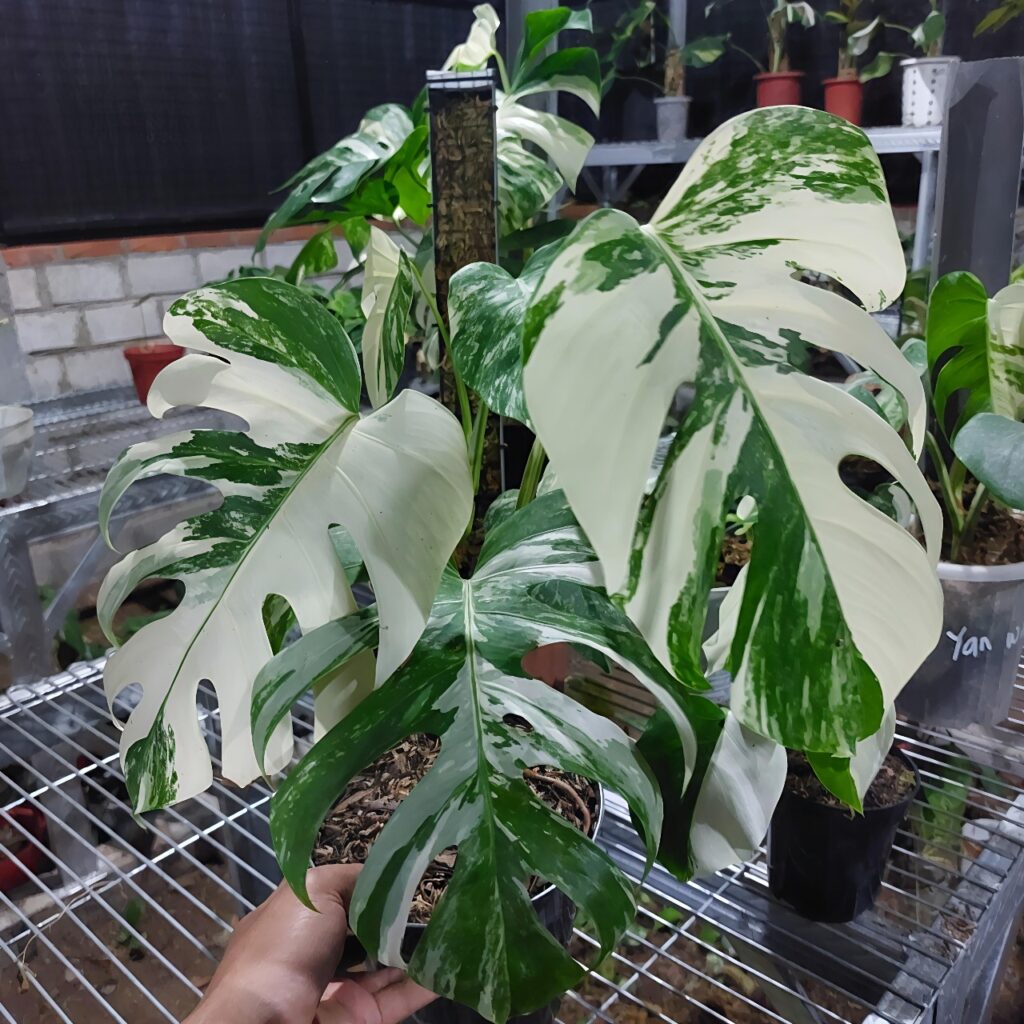 Cây Montera Đột Biến Lá Cực Đẹp | Hoa Kiểng Phúc Lộc