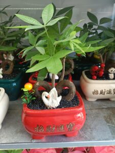 cây kim ngân để bàn