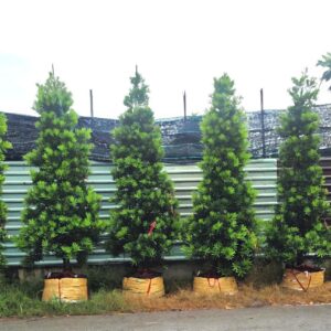 cây tùng đài loan tàn thông cao 2m