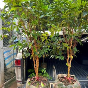 mua cây nho thân gỗ 12 vụ đang có trái nhiều