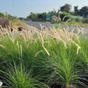 Cây Cỏ lau Hoa trắng tại tphcm
