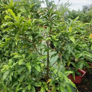 mua cây vú sữa hoàng kim cao 2m