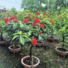 mua cây trang mỹ đỏ lá lớn thoát thân