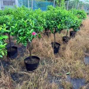 mua cây trang mỹ hồng lá lớn thoát thân