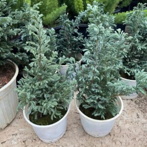 Cây tuyết tùng giá tốt