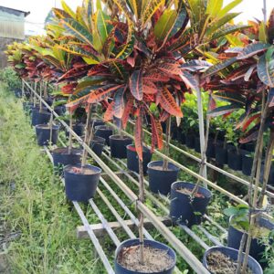 Cây lá màu thoát thân cao 1m