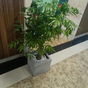 cây cóc thái trồng chậu đá mài cho sân thượng