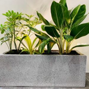 Mua chậu đá mài chữ nhật trồng ban công sân thượng