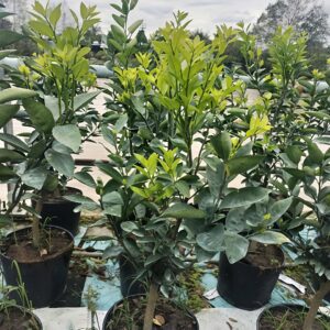 mua cây cam sanh trồng chậu