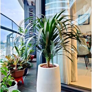 Chậu đá mài nhẹ hình giọt nước