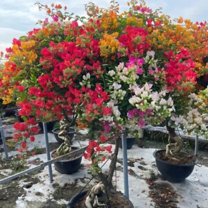 Cây Giấy Thái 5 màu lớn