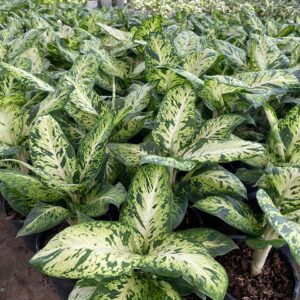 Cây sao sáng trồng ban công sân thượng