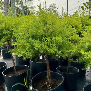 cây tràm trà trồng ban công sân thượng