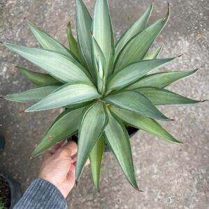 Cây dứa sọc nam mỹ trồng tiểu cảnh