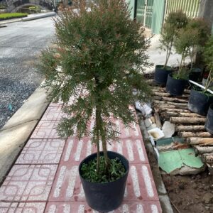 cây tùng dạ quang trồng tiểu cảnh