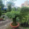 Cây mai chuyến thủy cắt tỉa tạo hình bonsai