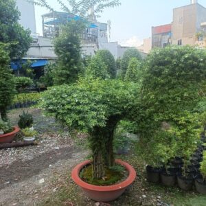 Cây mai chuyến thủy cắt tỉa tạo hình bonsai