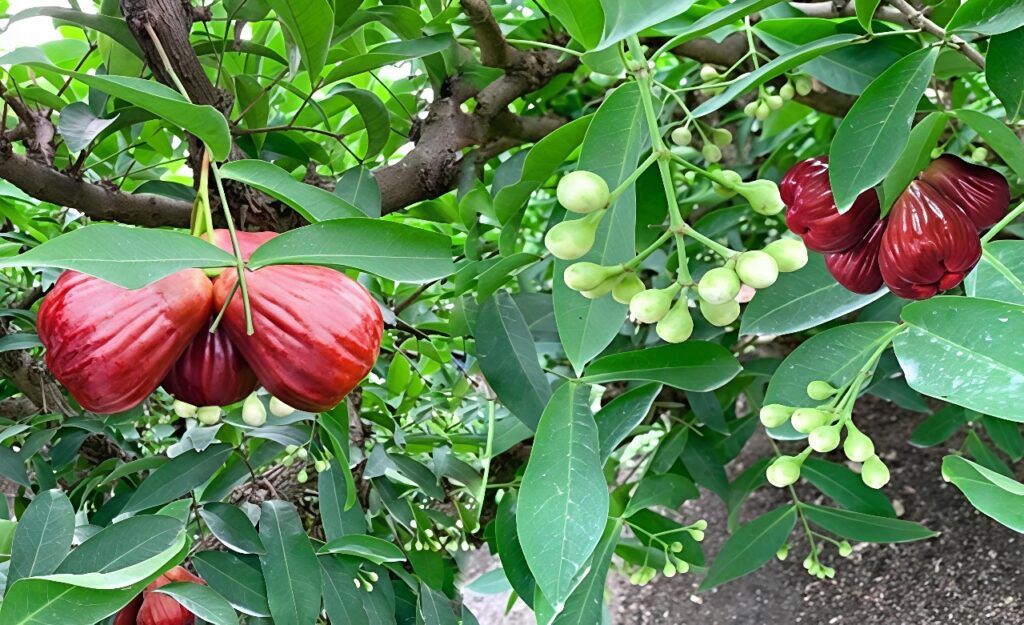 Chăm sóc cây mận MSt siêu trái