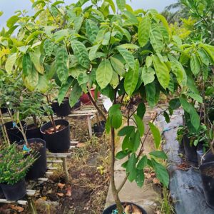 Cây dâu xanh trưởng thành tại tphcm