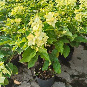 Cây Bướm Bạc công trình đang hoa nhiều