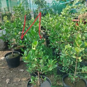 Cây bần ổi miền tây đang có trái