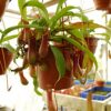 Cây Nắp Ấm Chậu Treo tại tphcm