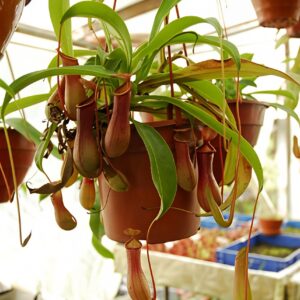 Cây Nắp Ấm Chậu Treo tại tphcm