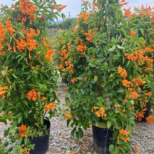 cây hoa chùm ớt leo giàn tại tphcm