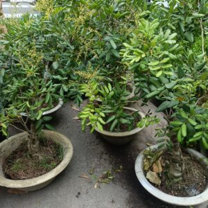 Cây nhãn xuồng trưởng thành đang có trái