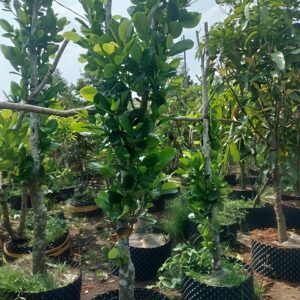 Cây Mít Thái Trồng chậu trưởng thành