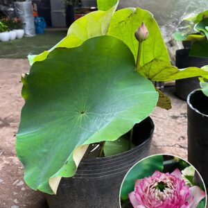 Cây Sen Thái Màu Hồng Cánh Kép