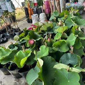 cây hoa sen thái đỏ cánh kép