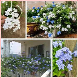 Cây Hoa bạch xà trồng ban công sân thượn
