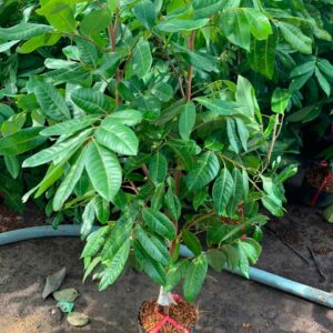 Cây Nhãn Long Phụng châu giống tại sai gon
