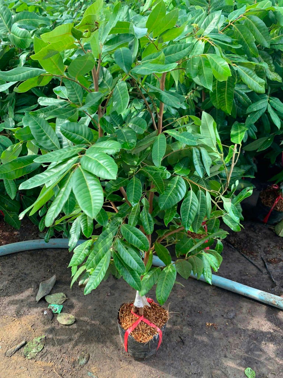 Cây Nhãn Long Phụng châu giống tại sai gon