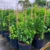 Cây Chanh tứ quý lớn siêu trái