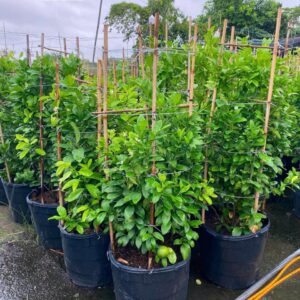 Cây Chanh tứ quý lớn siêu trái