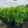 cây chanh giấy gốc lớn siêu trái