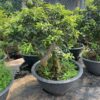 Cây ổi Sẻ Gốc Bonsai tại Tphcm