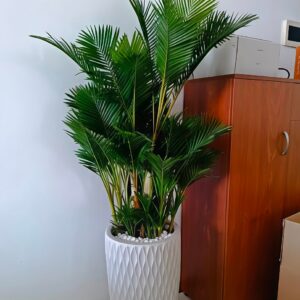 Chậu men sứ trắng trồng cây nội thất
