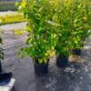 Cây nho kẹo cao 1m7