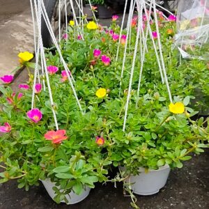 Cây mười giờ chậu treo