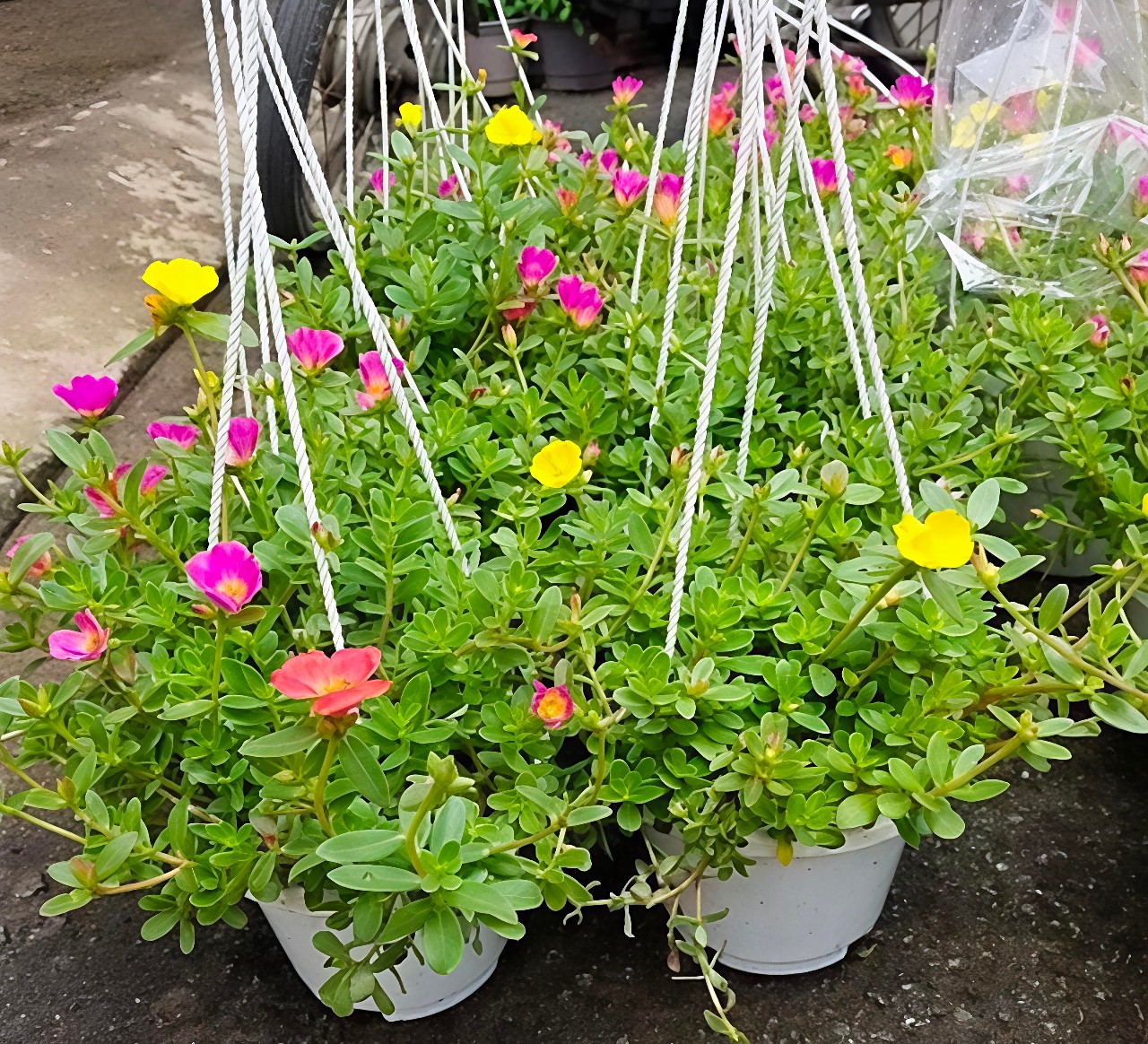 cay-muoi-gio-chau-treo Cây mười giờ chậu treo