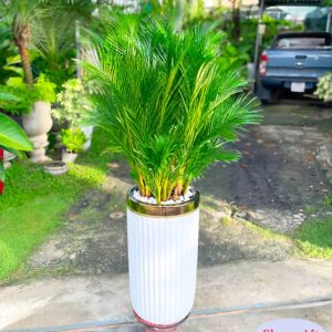 Chậu Sứ Ống Cao trồng cây trong nhà